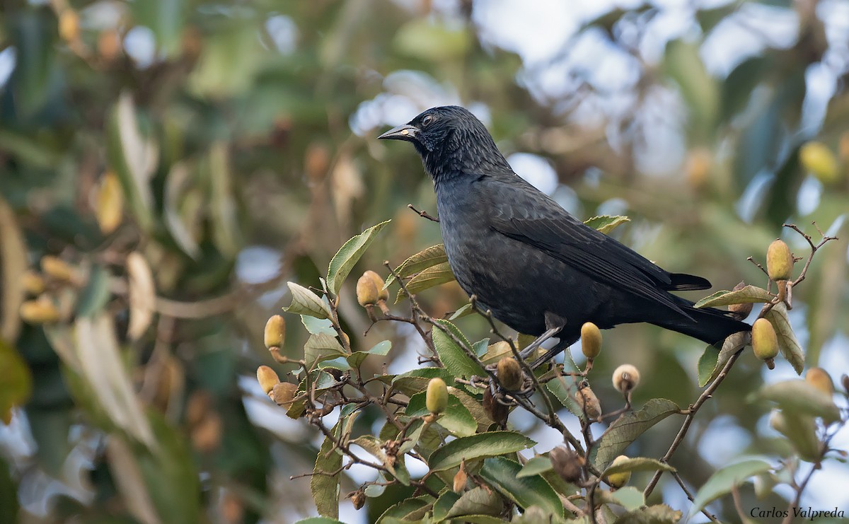 Chopi Blackbird - ML617885966