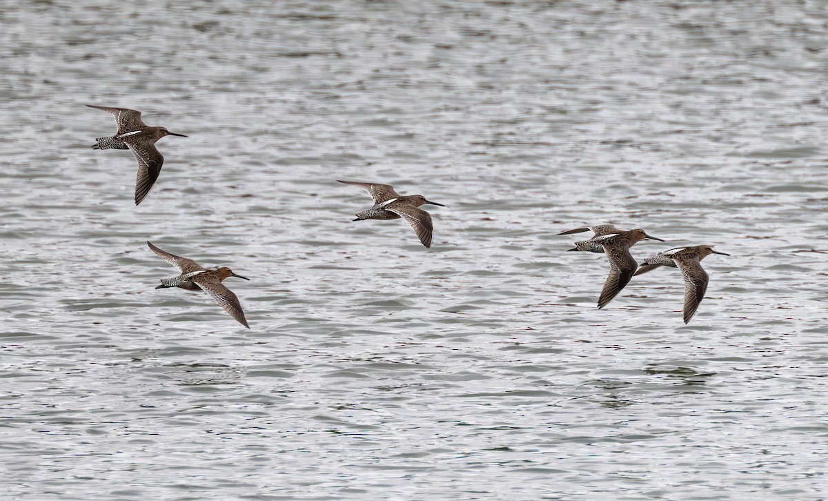 Short-billed Dowitcher - ML617886019