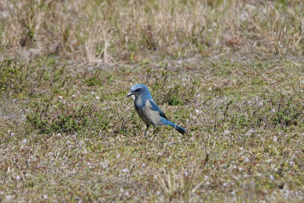 Florida Scrub-Jay - ML617886024