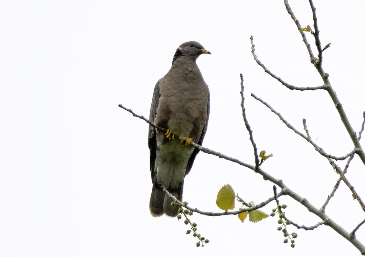 Band-tailed Pigeon - Rene Reyes