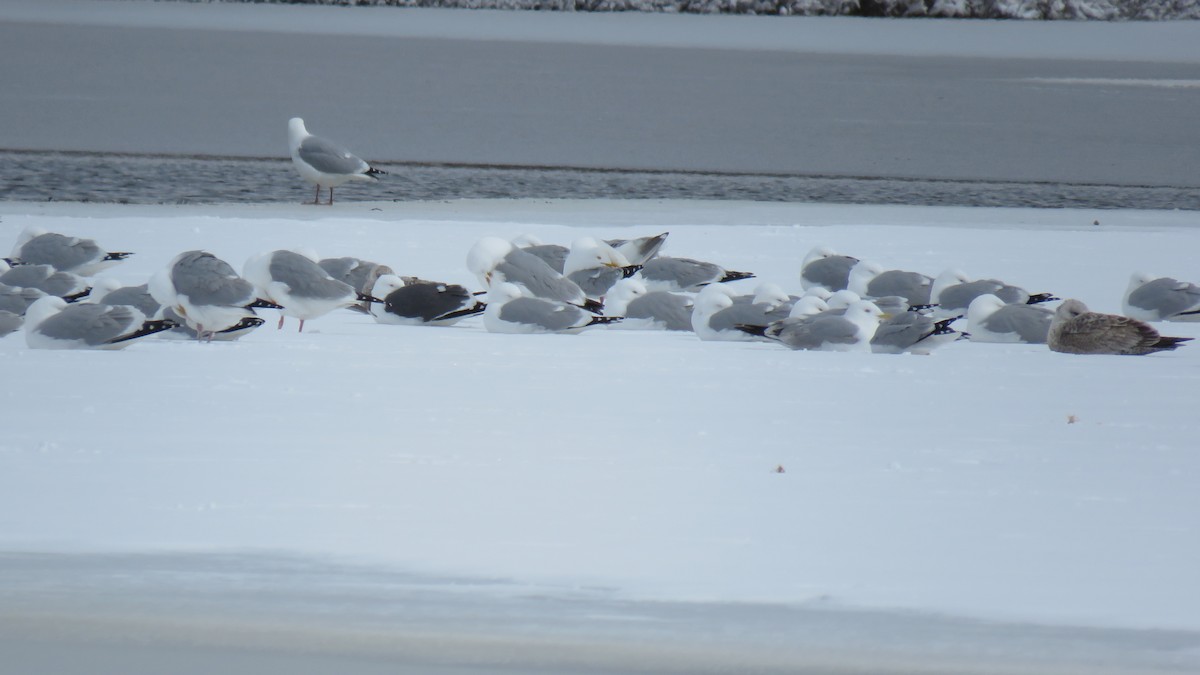 Great Black-backed Gull - ML617886088