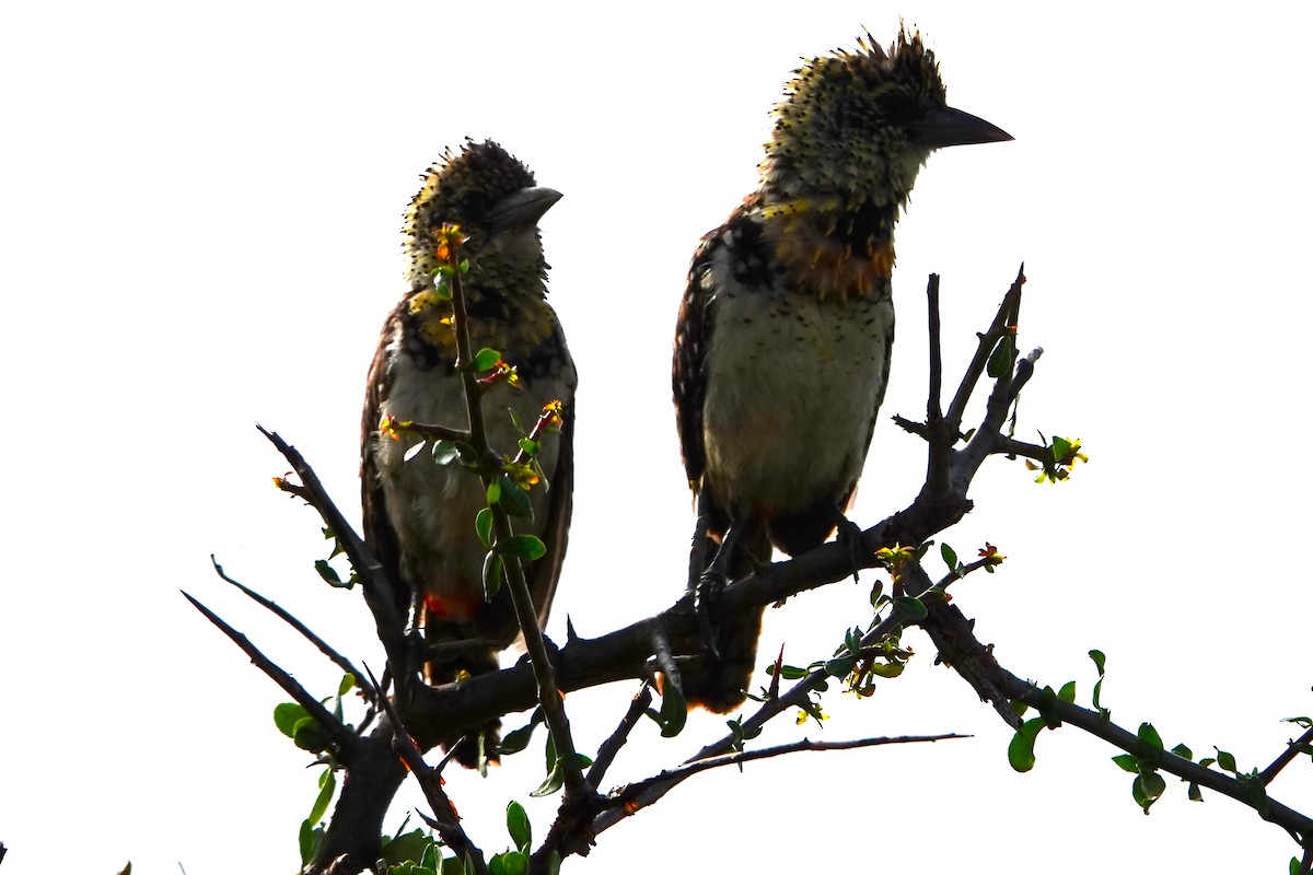 D'Arnaud's Barbet (Usambiro) - Jo Ellen Floer