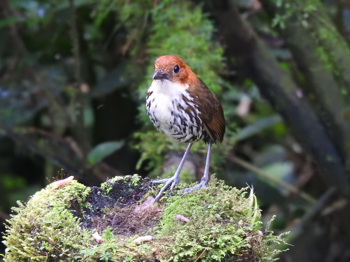 Chestnut-crowned Antpitta - Justin Harris