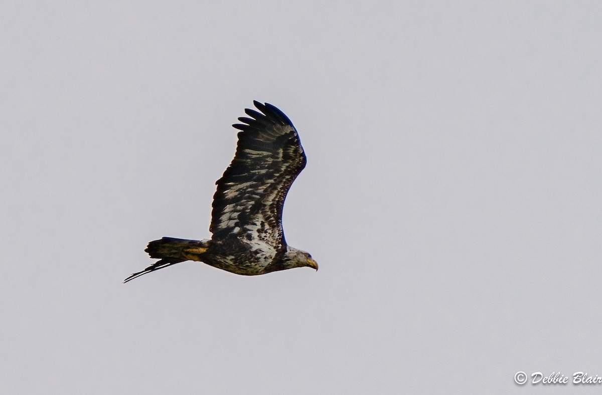 ハクトウワシ - ML617886135