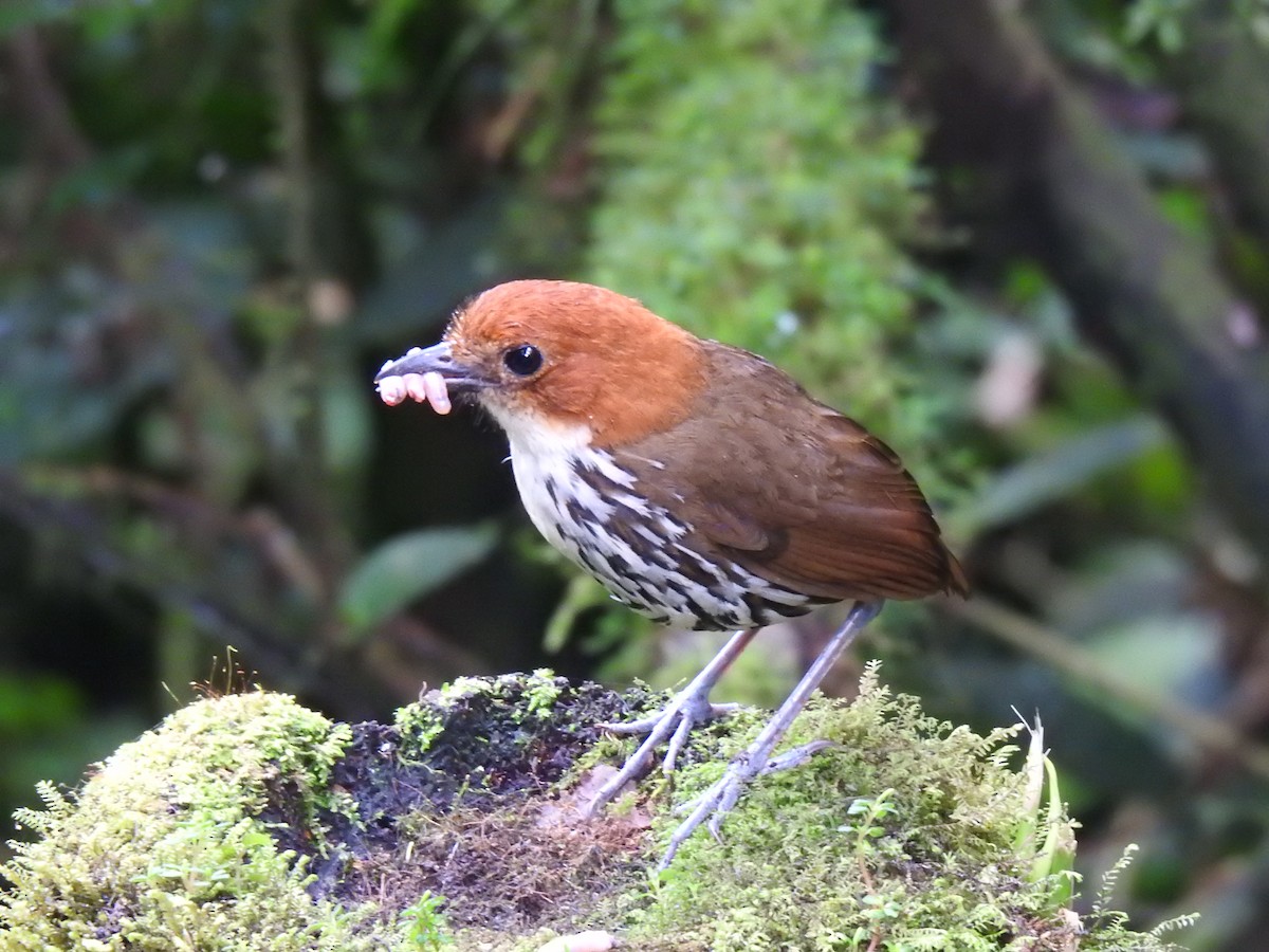 Chestnut-crowned Antpitta - Justin Harris