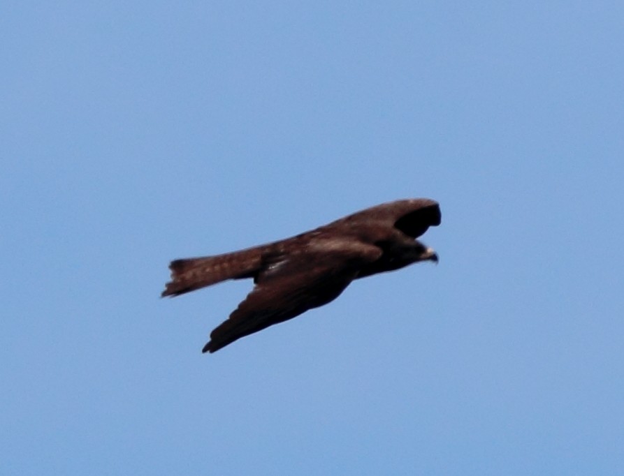 Black Kite - ML617886166