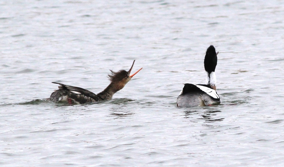 Red-breasted Merganser - ML617886248