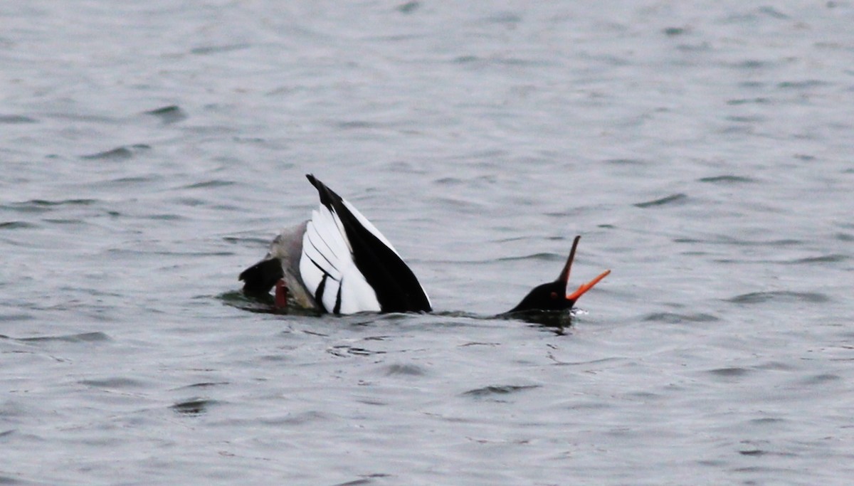 Red-breasted Merganser - ML617886251