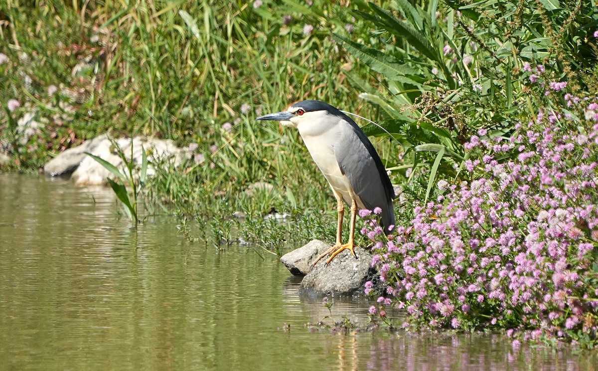 Black-crowned Night Heron - Daniel Santos