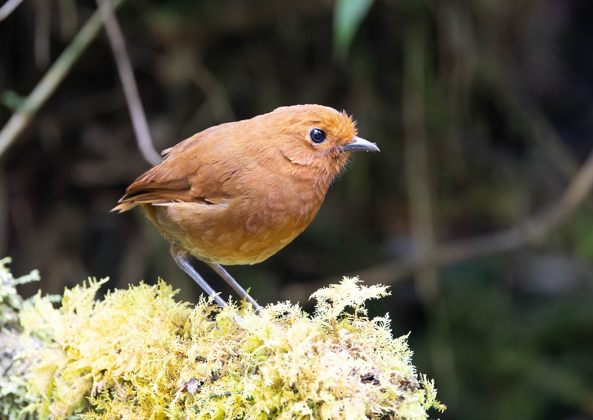 Chami Antpitta - ML617886286