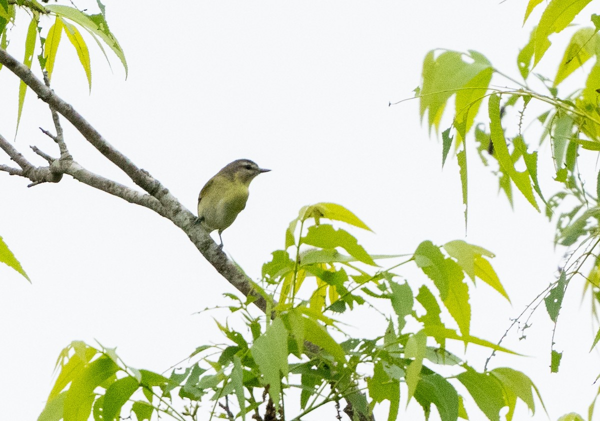 Philadelphia Vireo - ML617886302