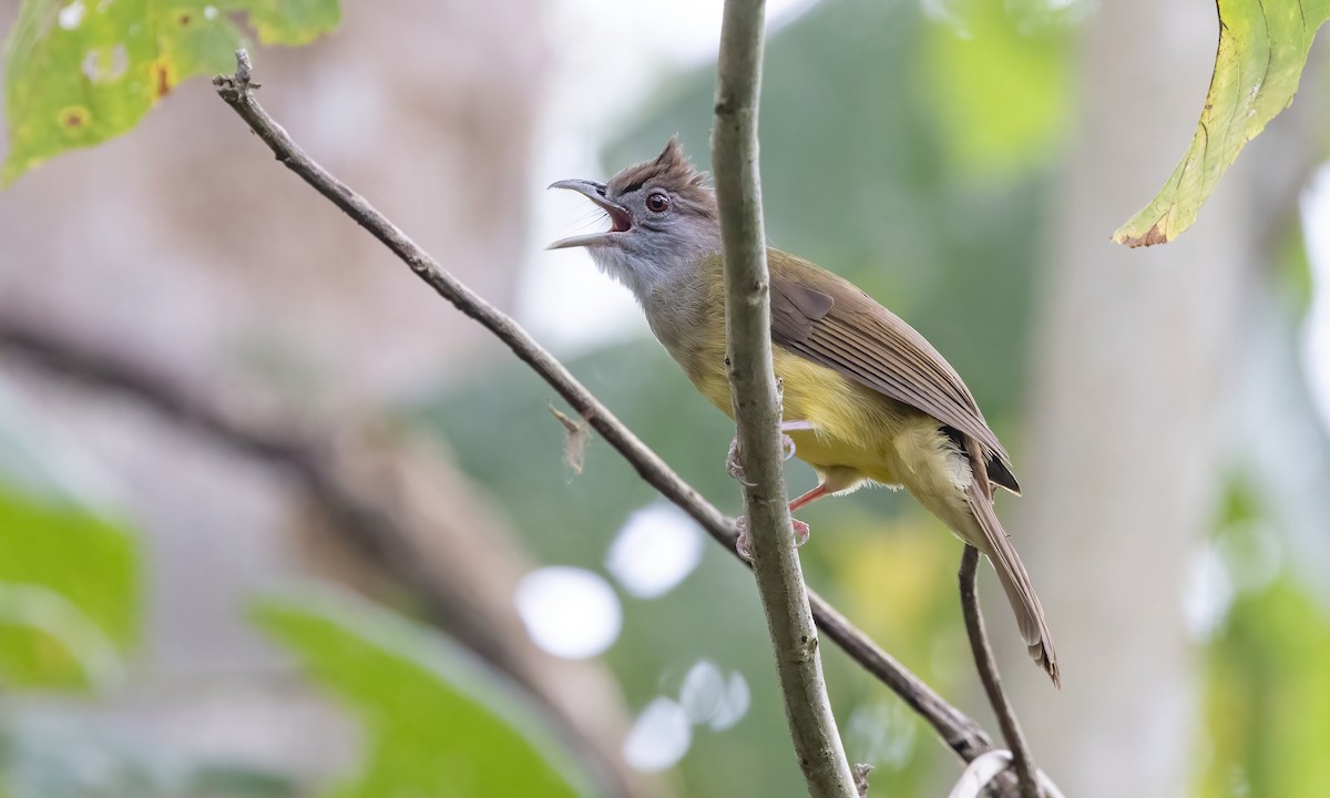 Gray-throated Bulbul - ML617886389