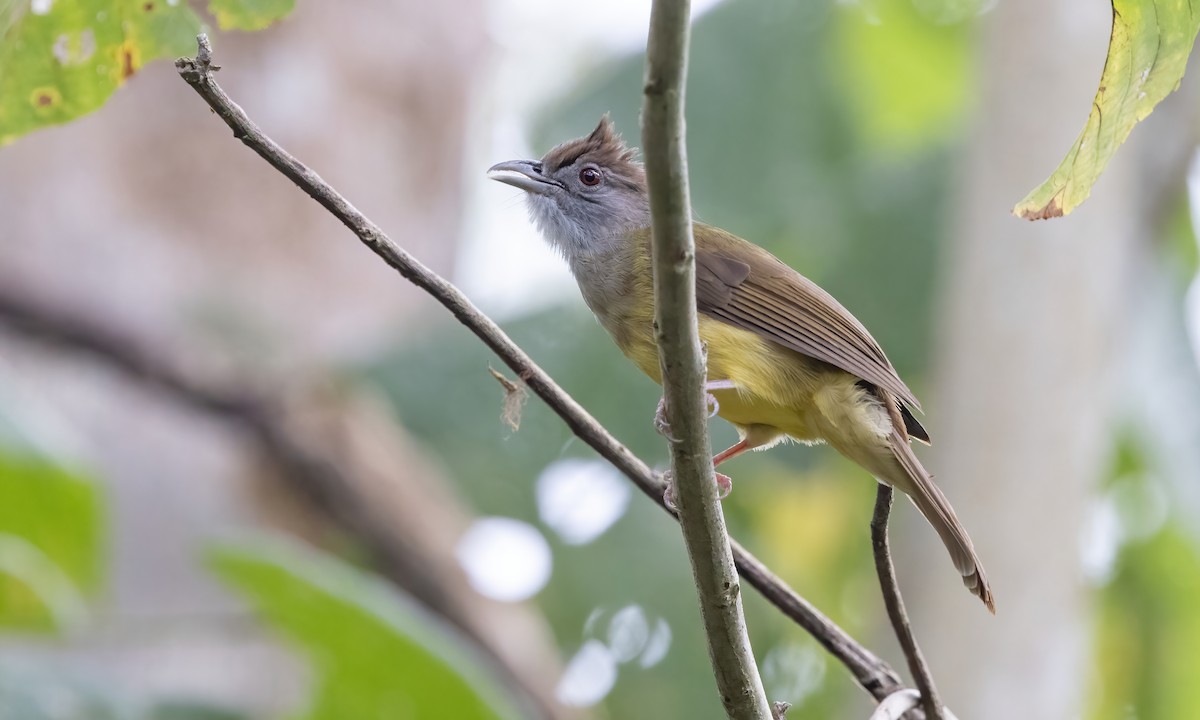 Gray-throated Bulbul - ML617886391