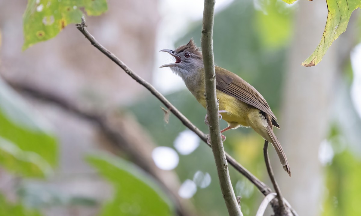 Gray-throated Bulbul - ML617886392