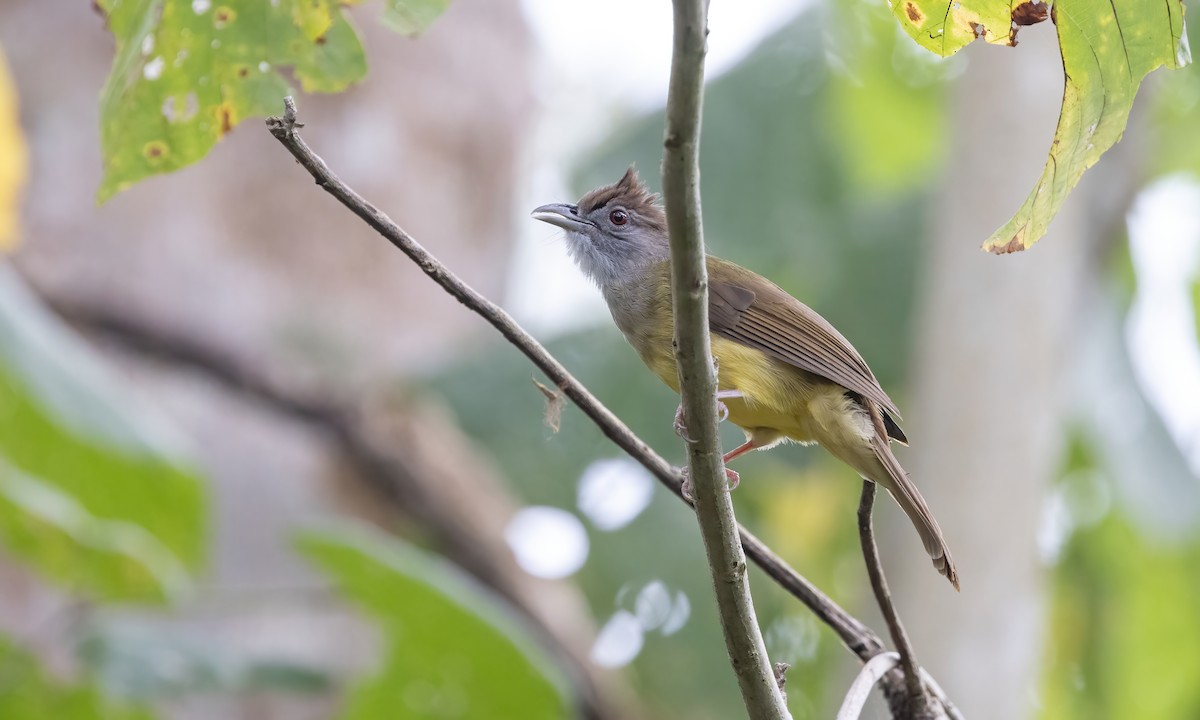 Gray-throated Bulbul - Paul Fenwick