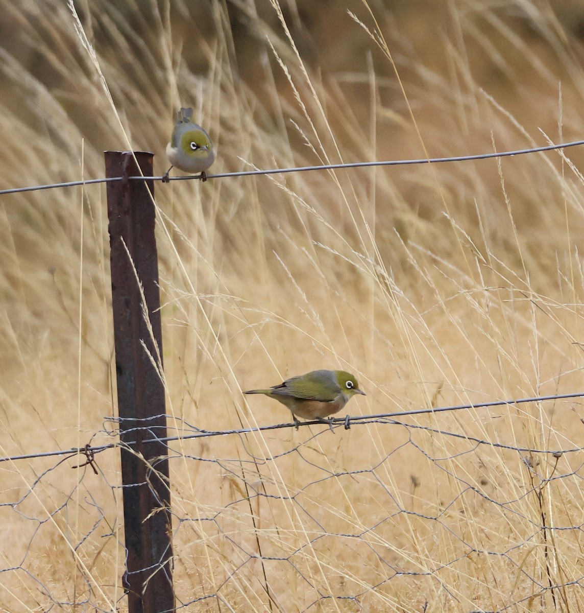 Silvereye - ML617886406