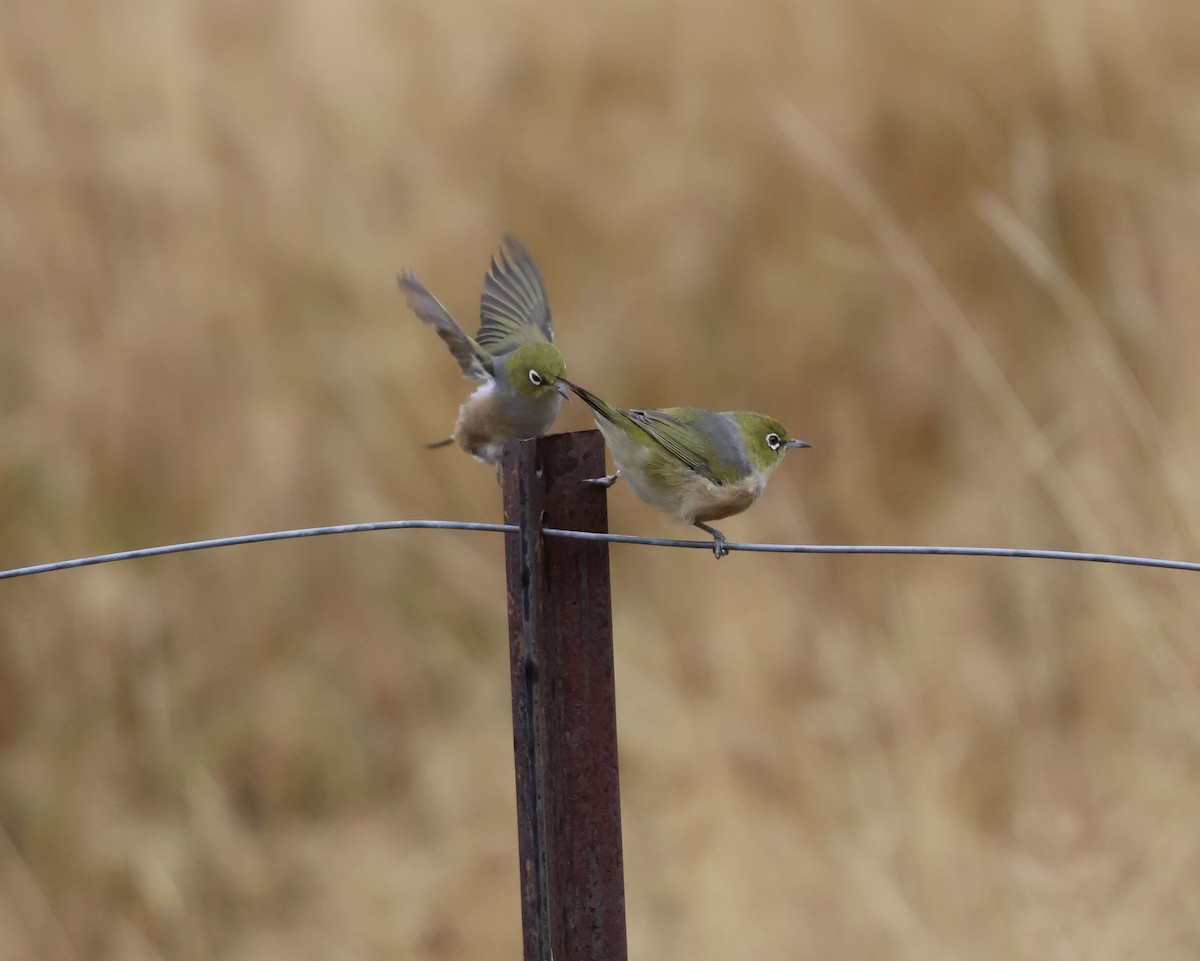 Silvereye - ML617886407