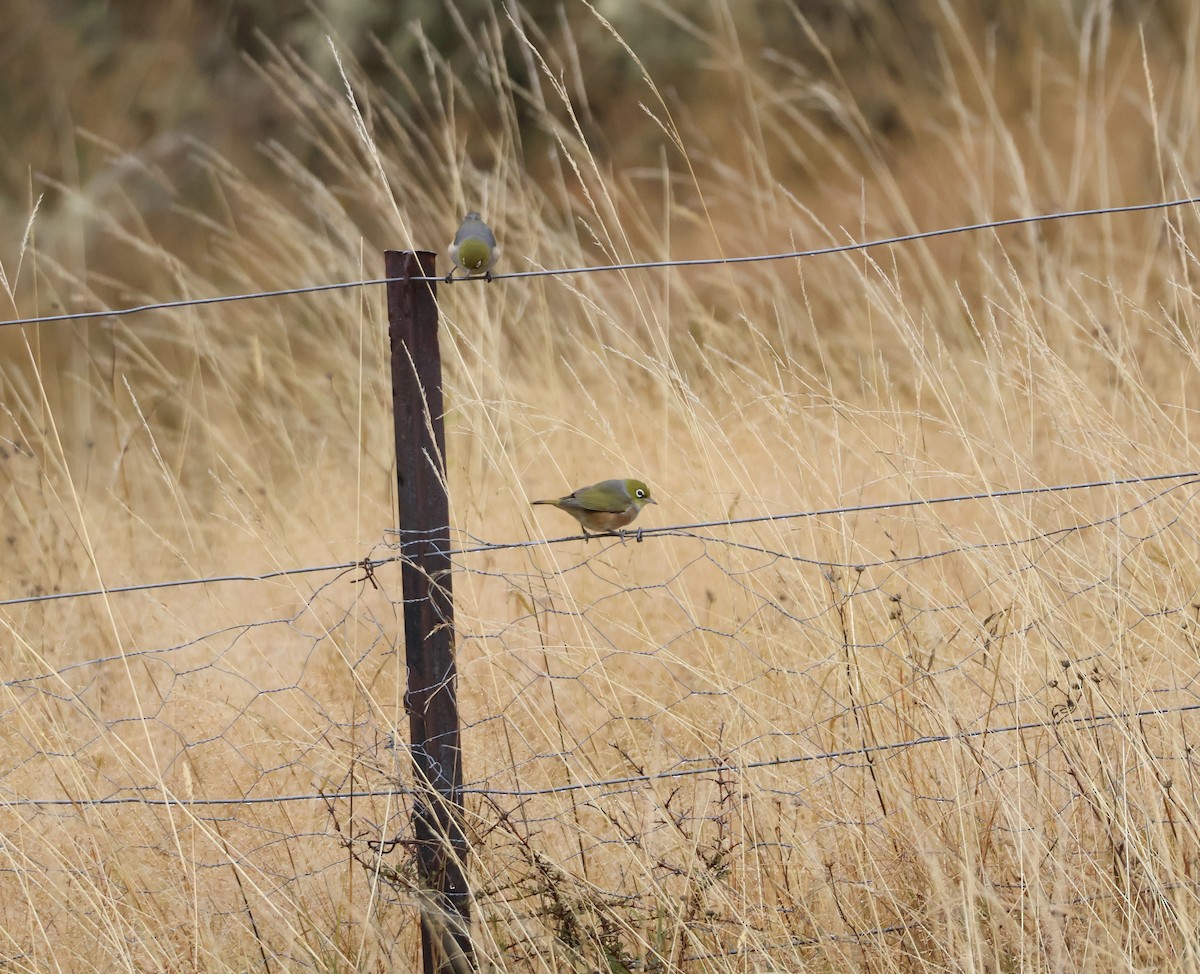 Silvereye - ML617886408