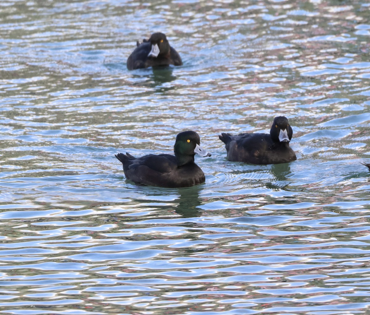 New Zealand Scaup - Anonymous