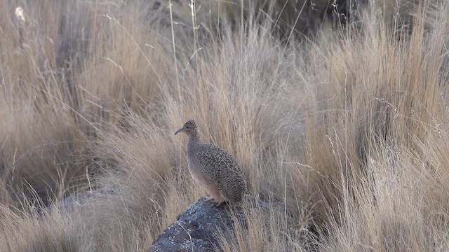 Ornate Tinamou - ML617886506