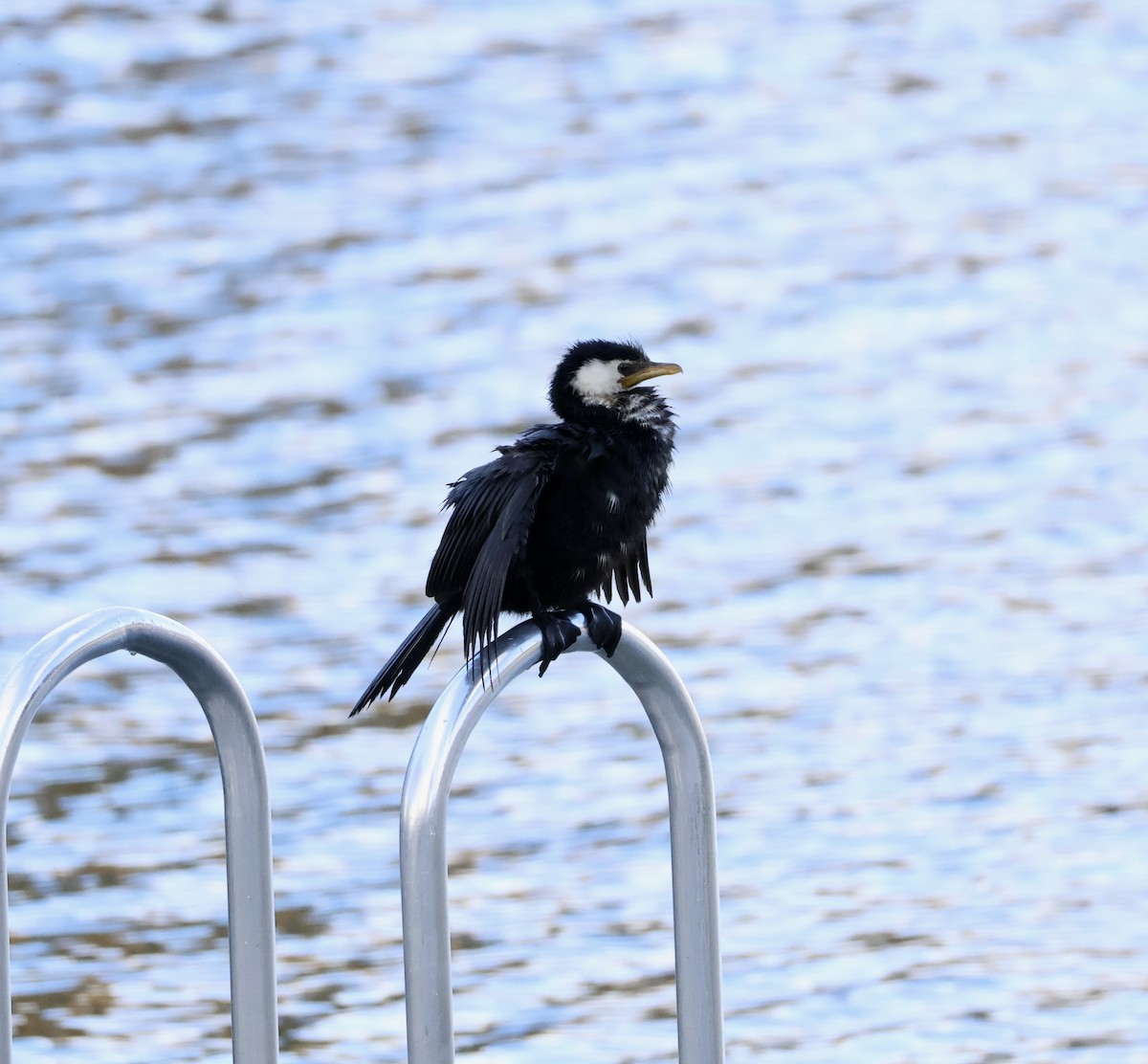 Little Pied Cormorant - ML617886528