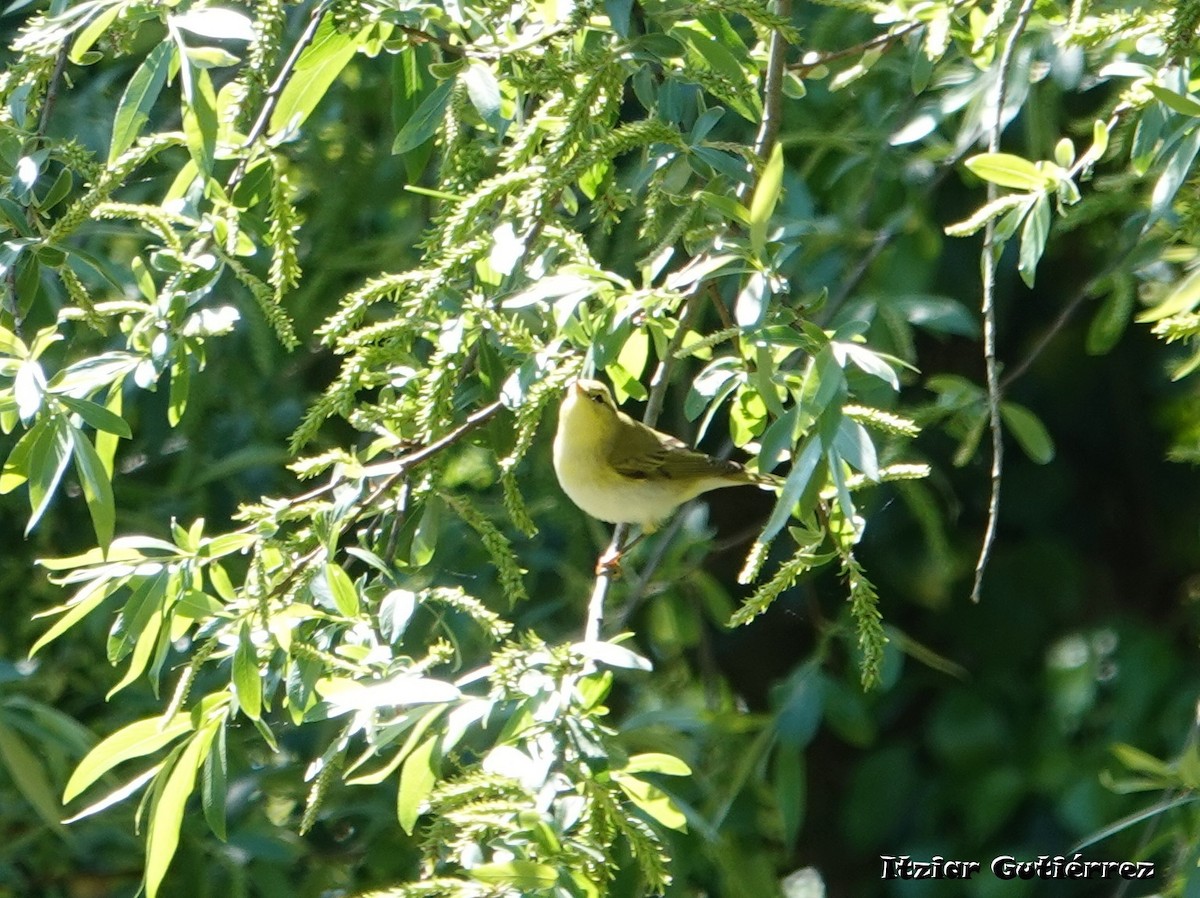 Wood Warbler - ML617886541