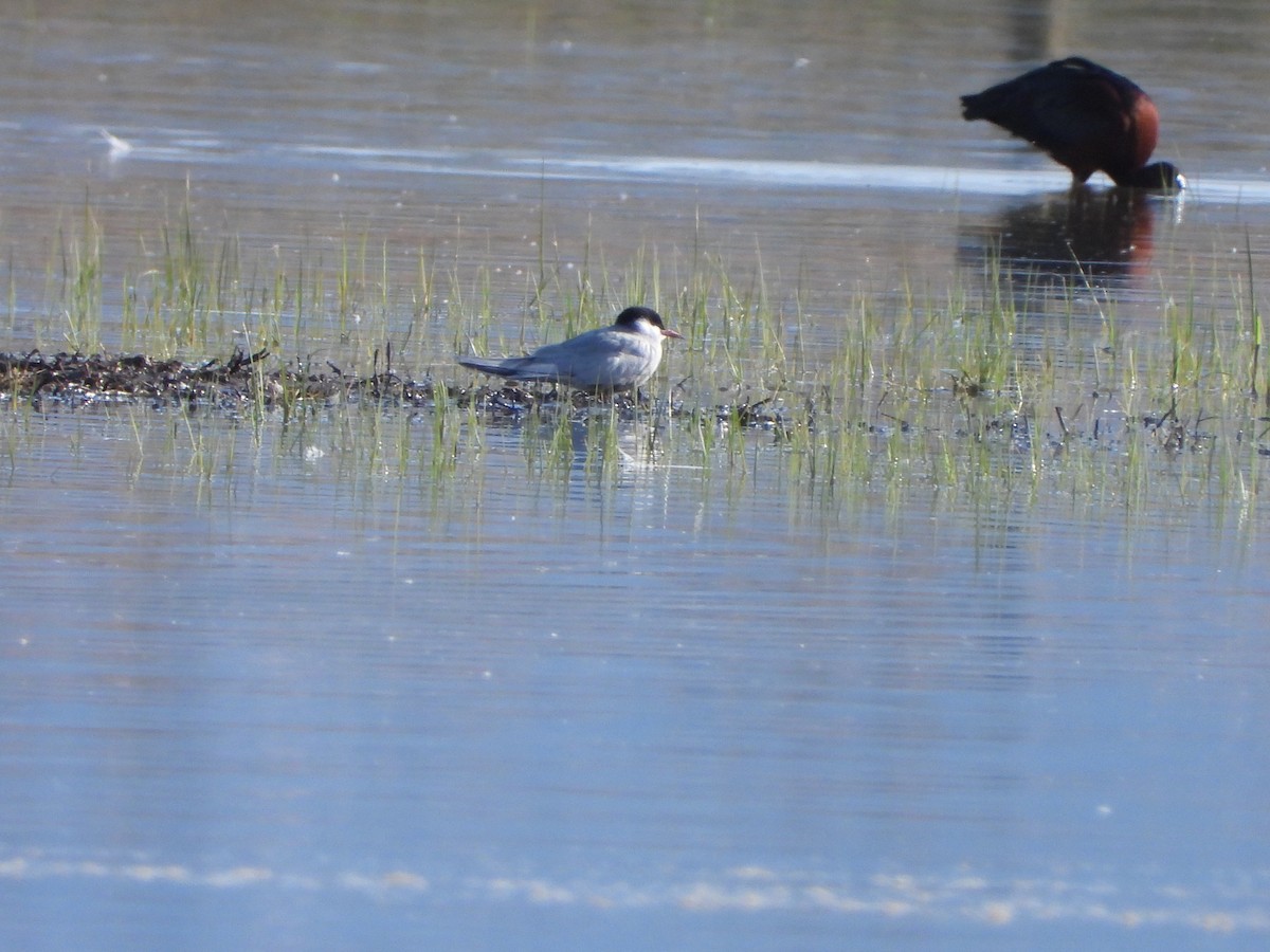 Whiskered Tern - Nicolas Detriche