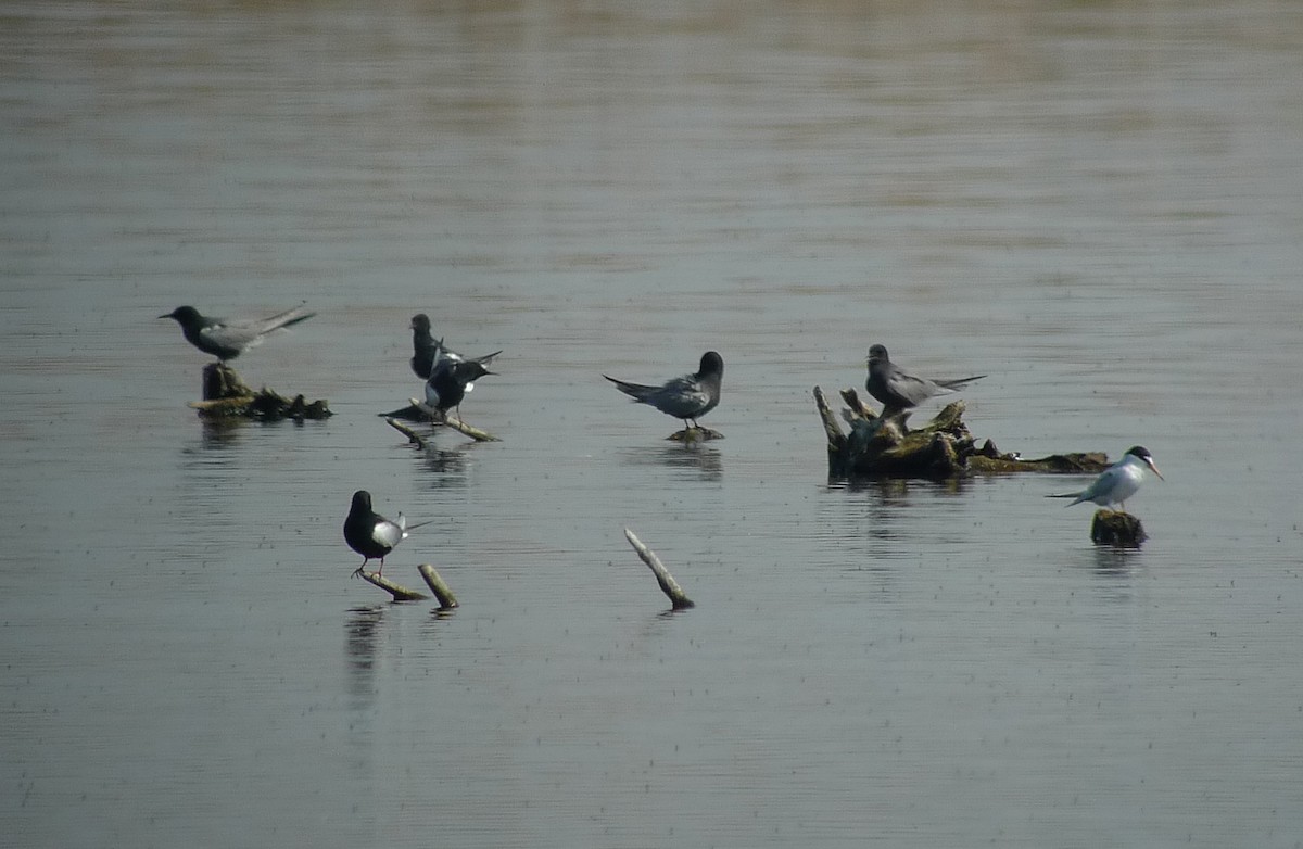 Black Tern - ML617886667