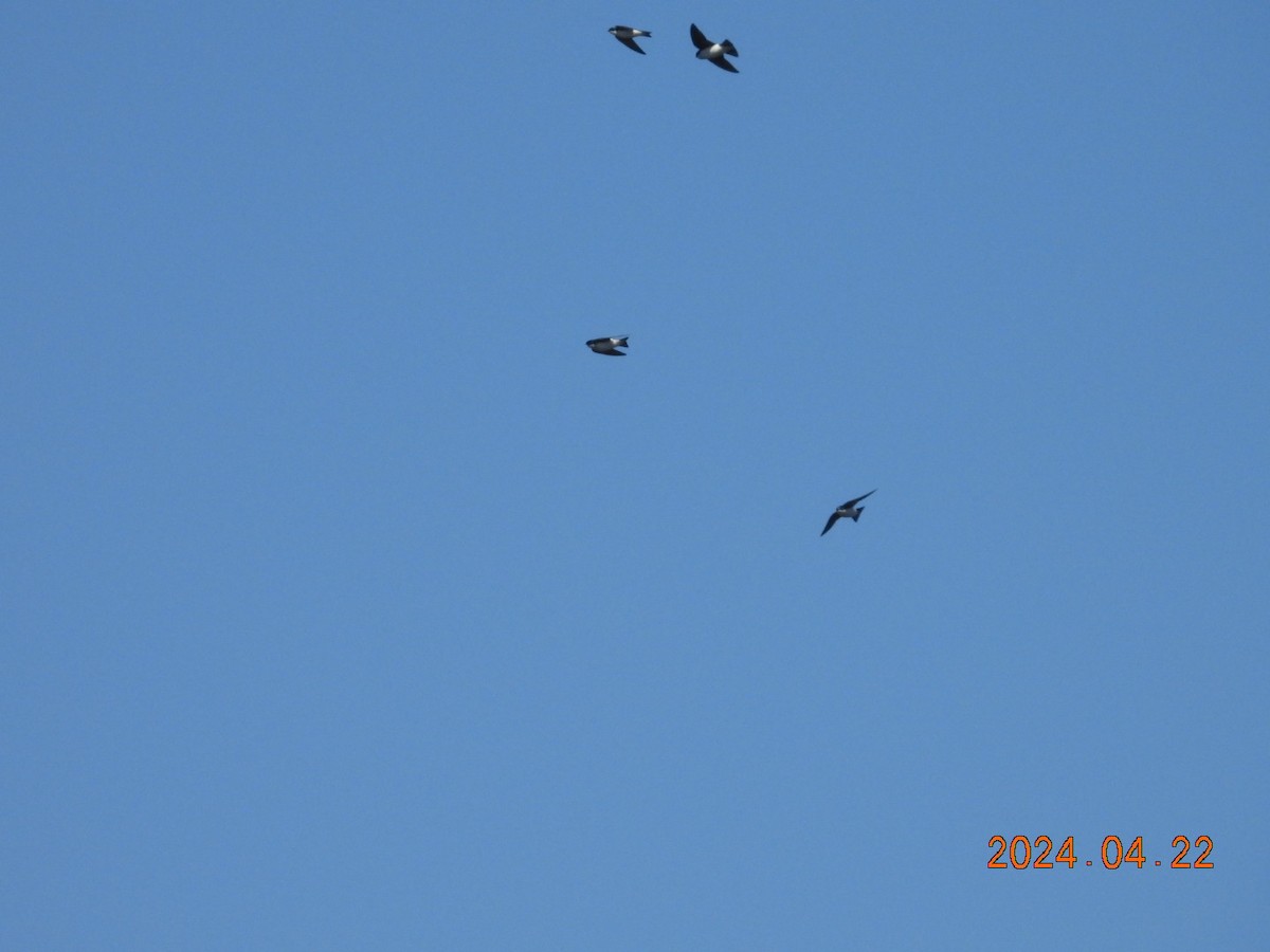 Tree Swallow - ML617886677