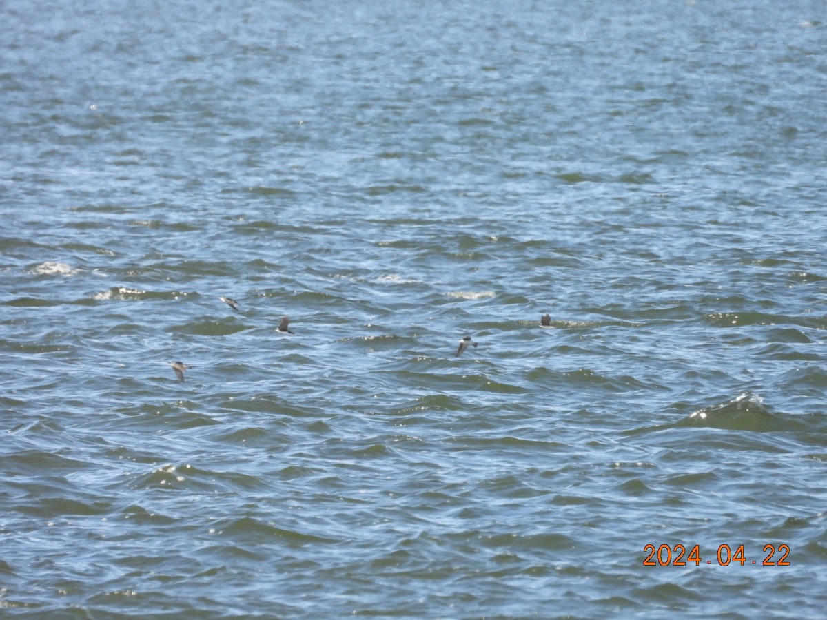 Tree Swallow - ML617886678