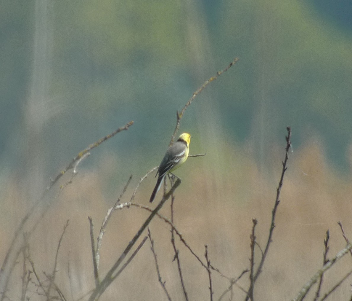 Citrine Wagtail - ML617886684