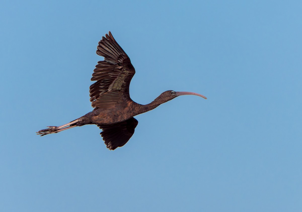 Glossy Ibis - Stephen Menzie