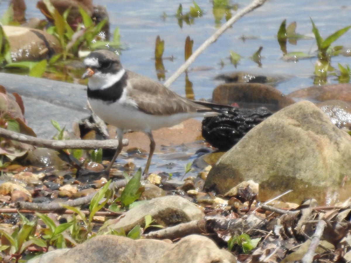 Semipalmated Plover - ML617886715