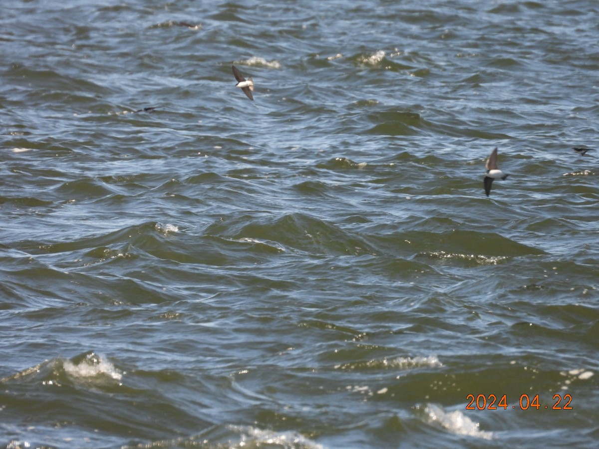 Tree Swallow - ML617886751