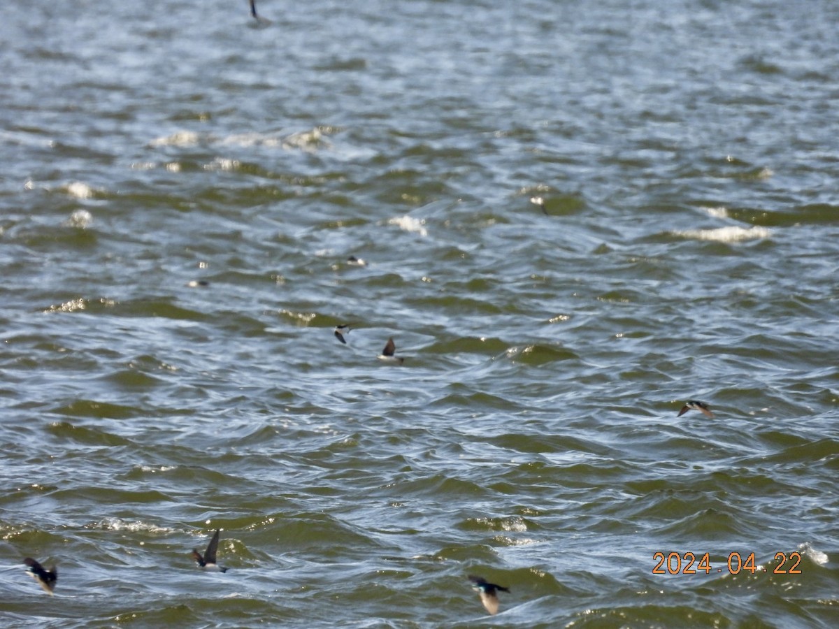 Tree Swallow - ML617886752