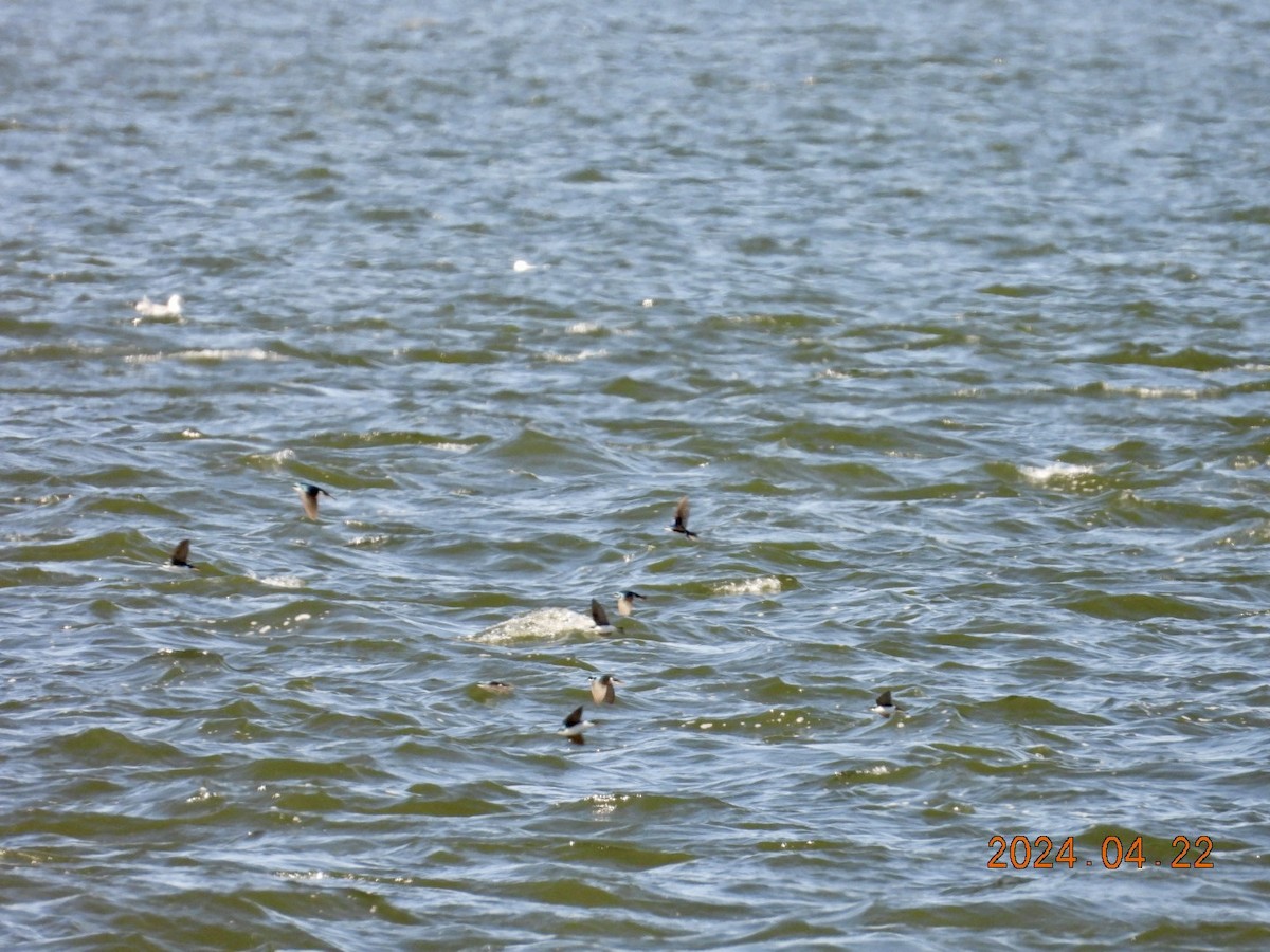 Tree Swallow - ML617886753
