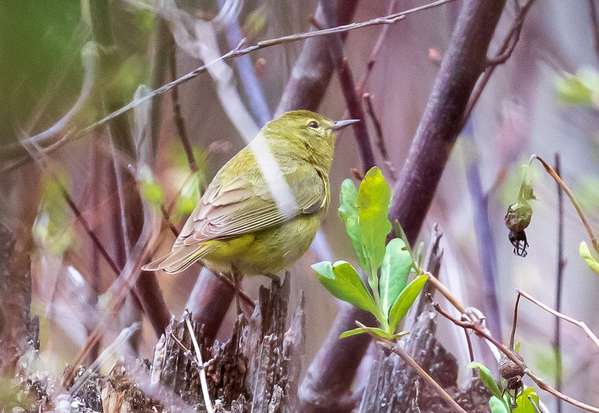 Orange-crowned Warbler - Andrew Cauldwell