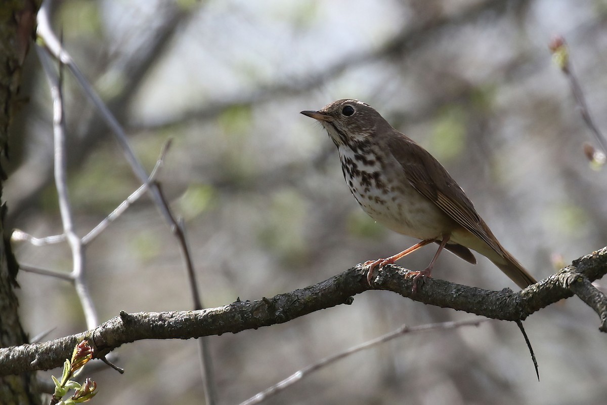 Hermit Thrush - ML617886816