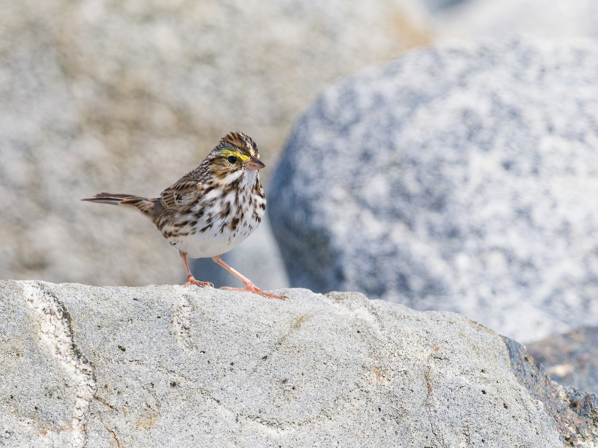 Savannah Sparrow (Ipswich) - ML617886823