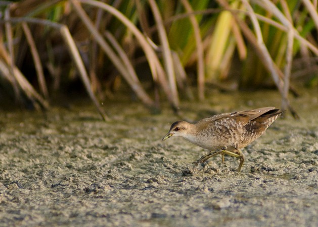 Little Crake - Jordi Jover