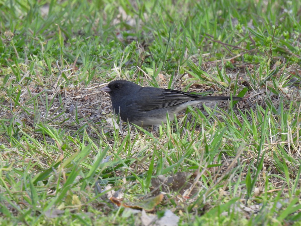 vinterjunko (hyemalis/carolinensis) - ML617886898