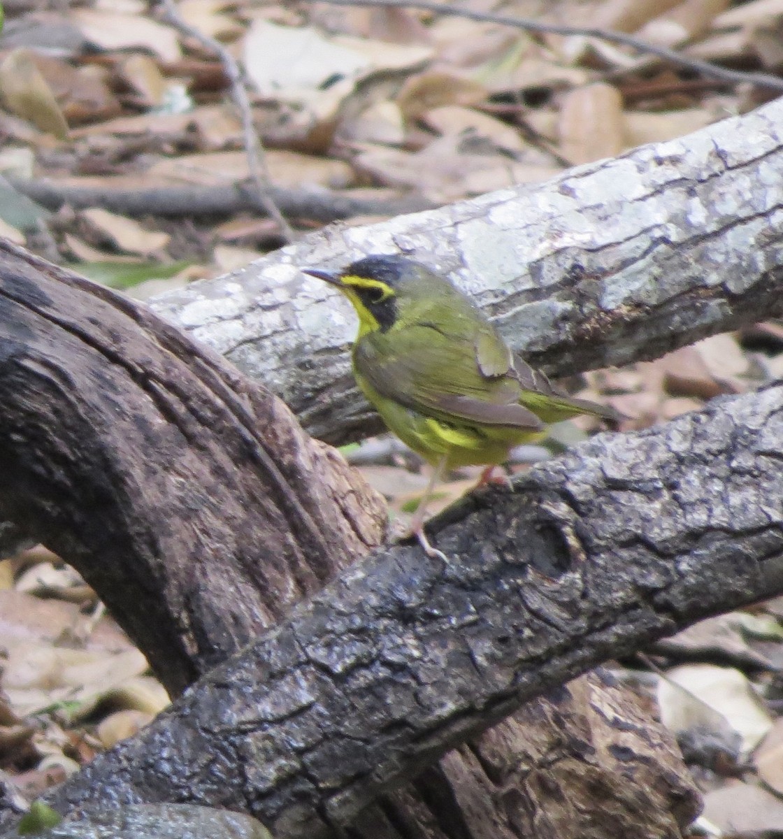 Kentucky Warbler - Kathy Duret