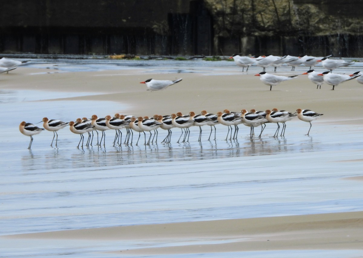 Avoceta Americana - ML617886902