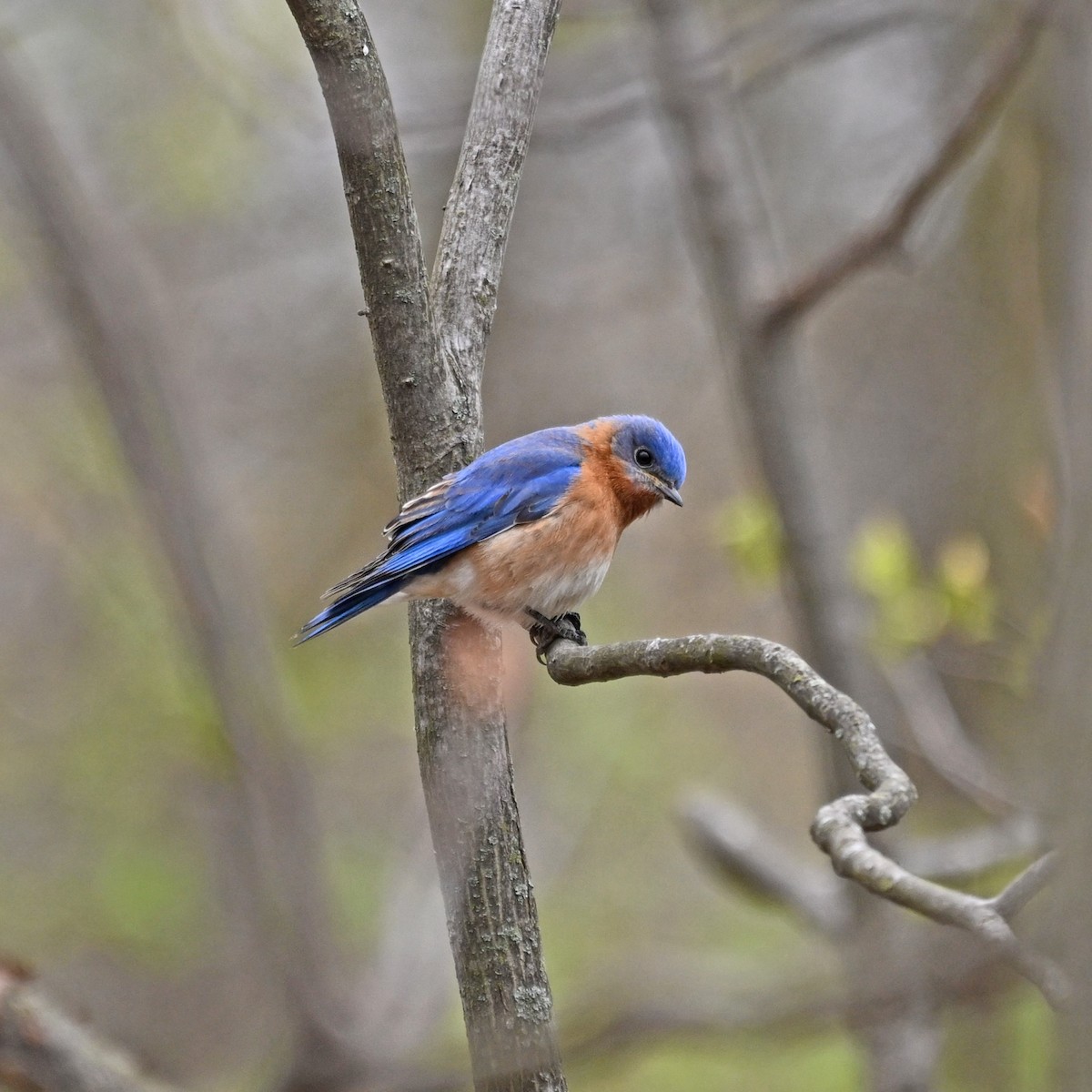 Eastern Bluebird - ML617886934