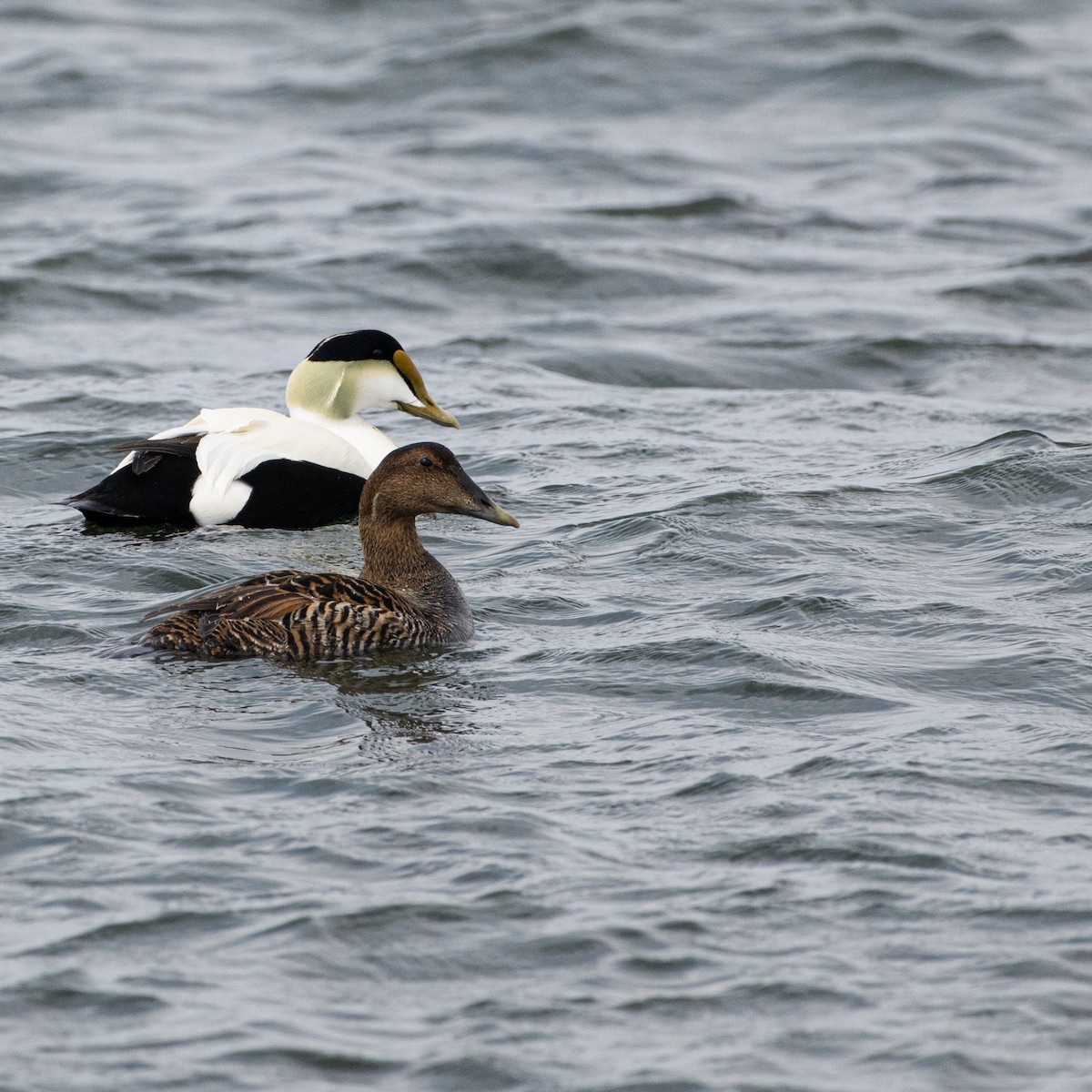 Eider arrunta - ML617886956