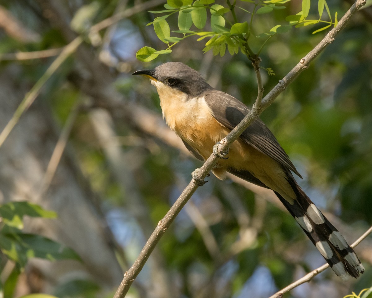 Mangrove Cuckoo - ML617887010