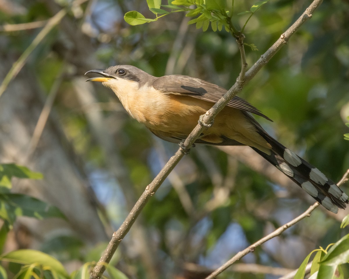 Mangrove Cuckoo - ML617887011