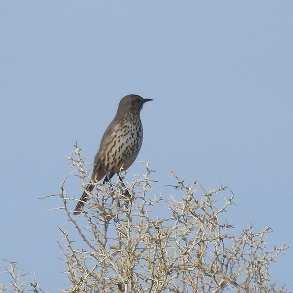 Sage Thrasher - ML617887012