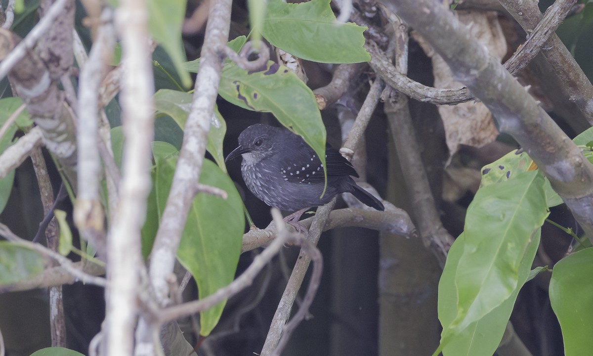 Silvered Antbird - ML617887028