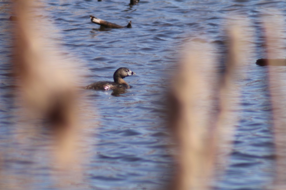 Pied-billed Grebe - Cory Ruchlin